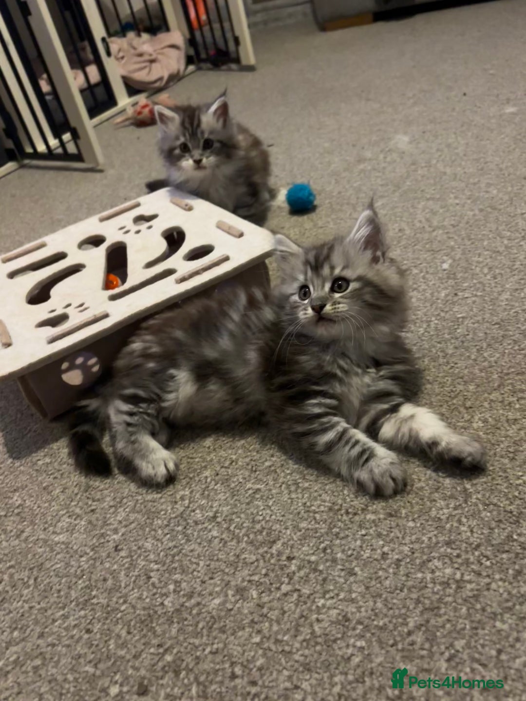 Maine Coon cats for sale: Beautiful female Maine coon ready 15/12/2025 - Image 1