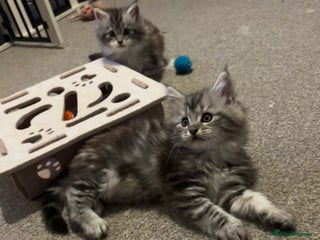 Maine Coon cats for sale - Advert 1