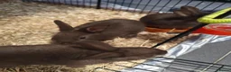 Mixed Breed rabbits for sale: Chocolate baby Bunnie's  in Liverpool - Advert 8