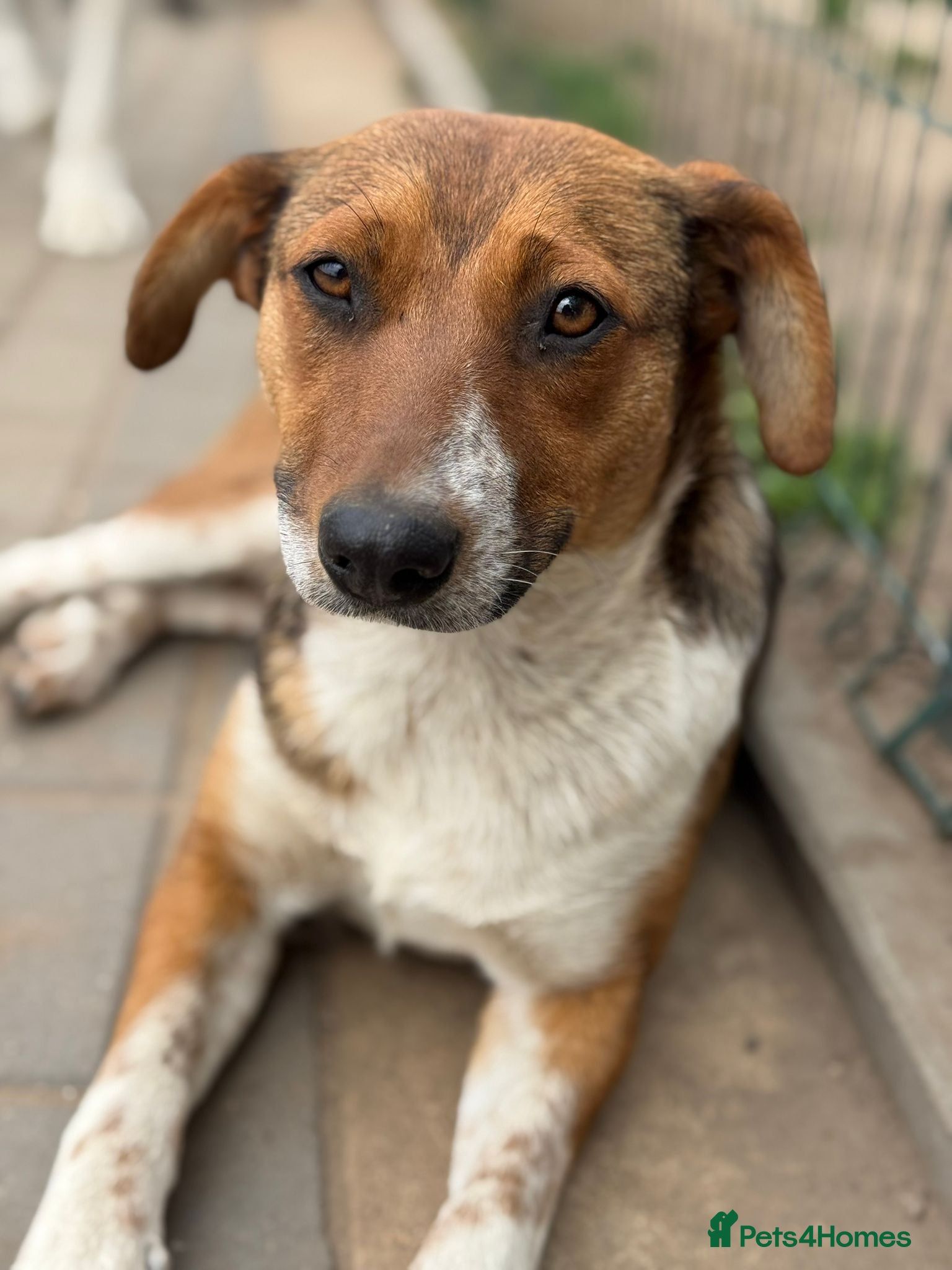 Mixed Breed dogs Pretty Luna looking for love - Advert 4