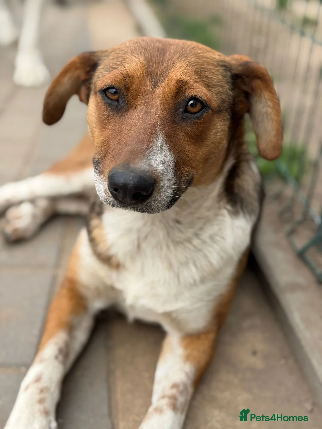 Mixed Breed dogs for adoption: Pretty Luna looking for love - Advert 1
