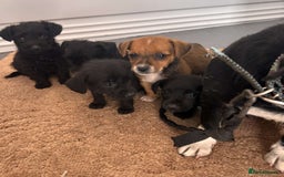 Jack Russell dogs for sale: Jackrussell puppies for sale - Image 4
