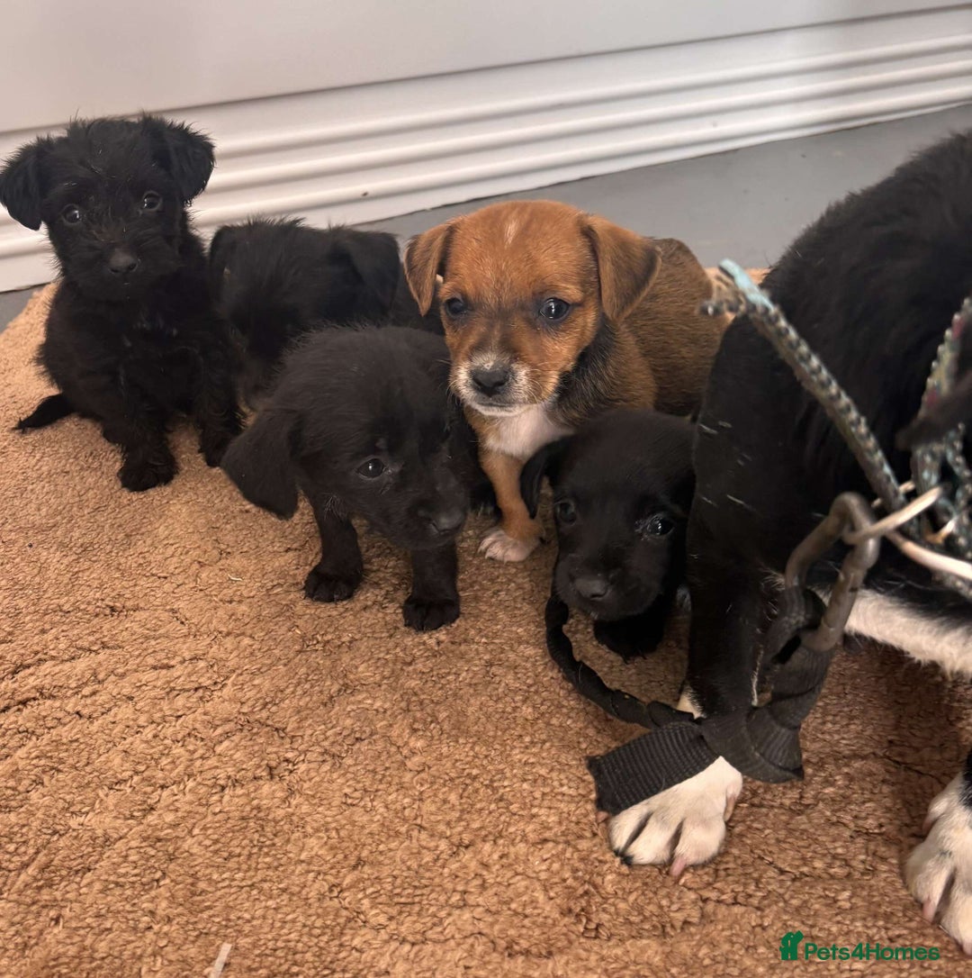 Jack Russell dogs for sale: Jackrussell puppies for sale - Image 4