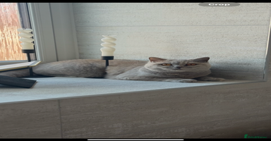 British Shorthair cats - Advert 4