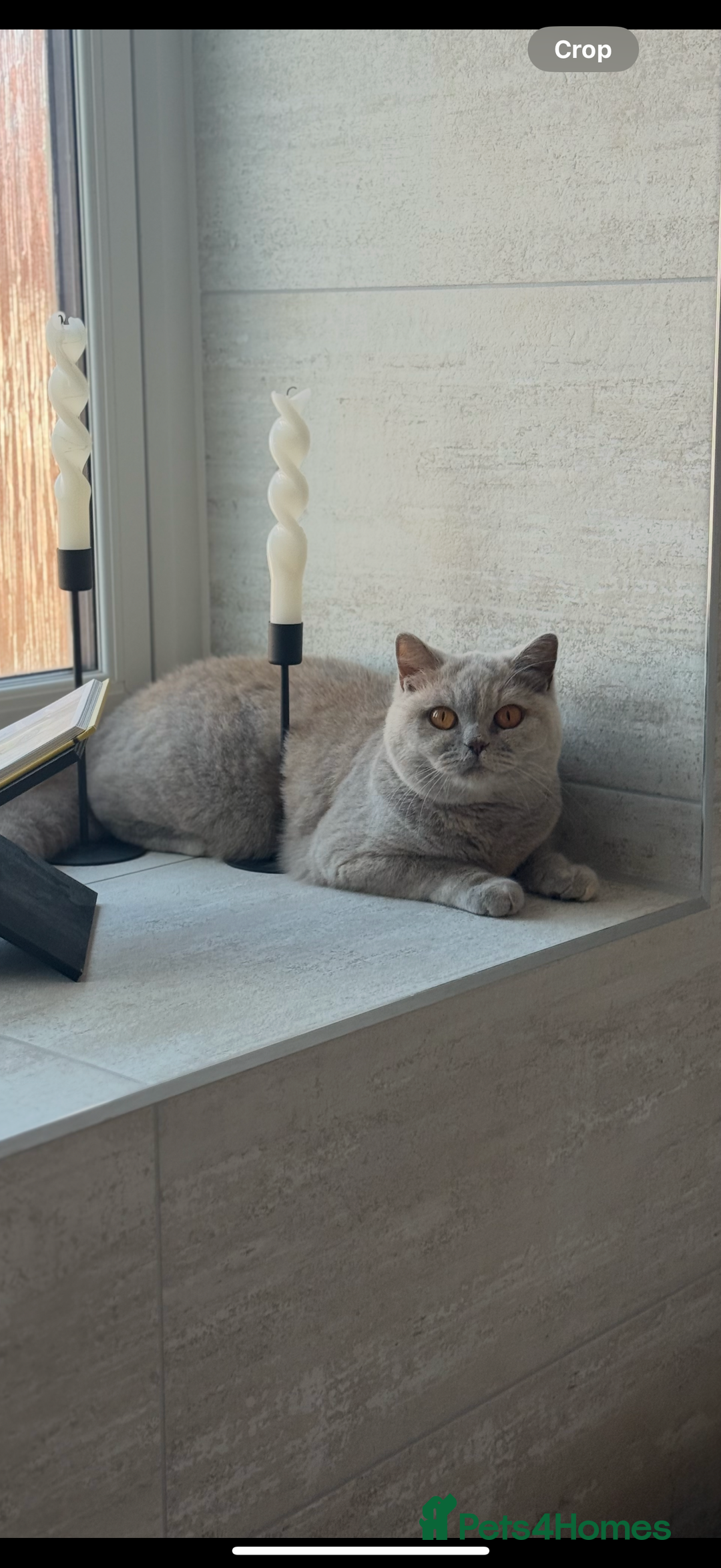 British Shorthair cats for sale: Active Lilac Cream Tortie  - Image 3