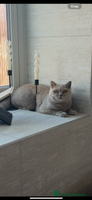 British Shorthair cats - Advert 15