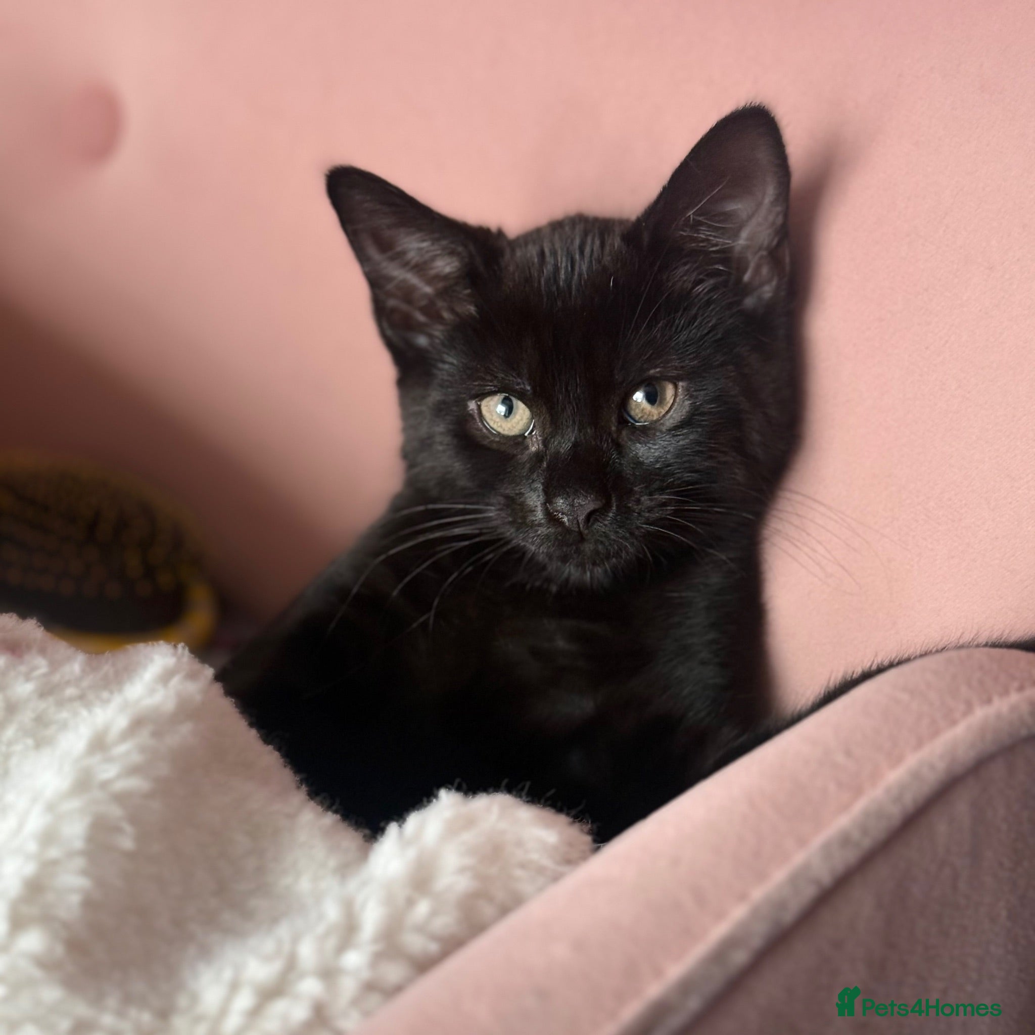 British Shorthair cats Male kitten   - Advert 3