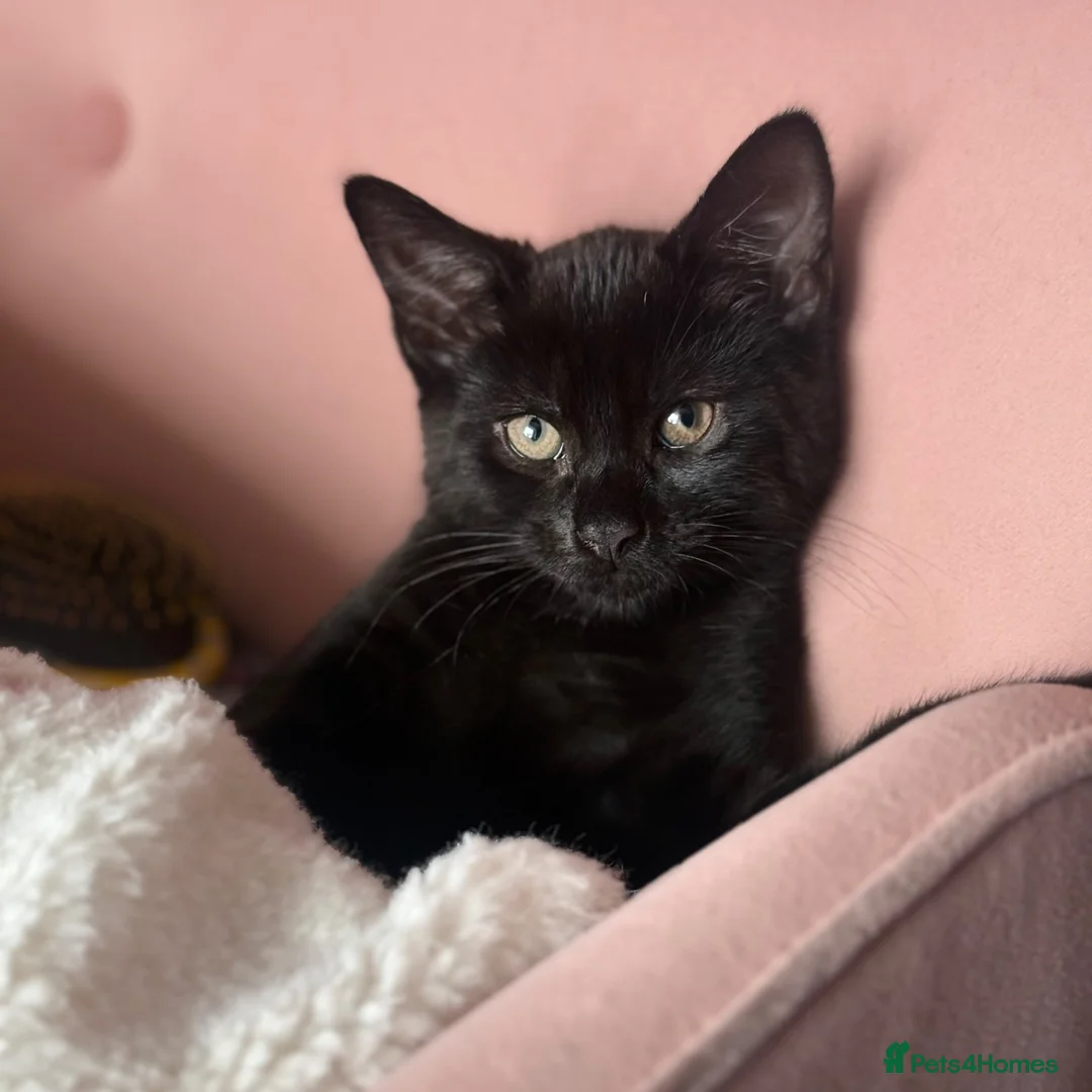 British Shorthair cats for sale: Male kitten   - Advert 1