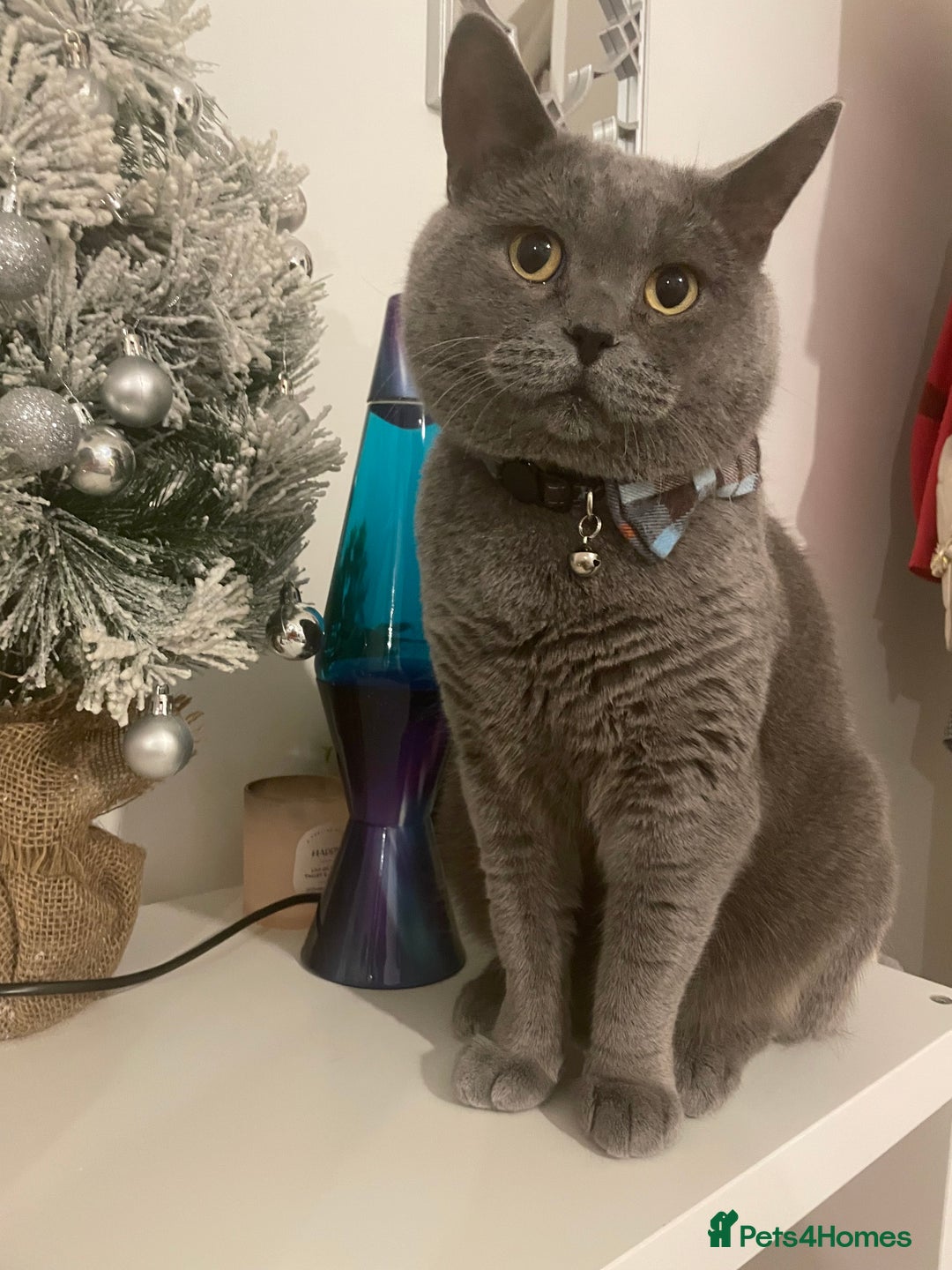 British Shorthair cats for stud: For stud - Advert 3