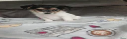 Mixed Breed dogs for sale: Terrier mixed breed puppies  - Advert 4