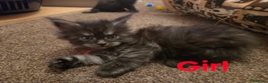 Maine Coon Kitten 2