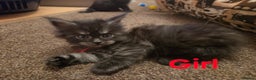 Maine Coon cats for sale: Tica reg Mainecoon kittens - Advert 14