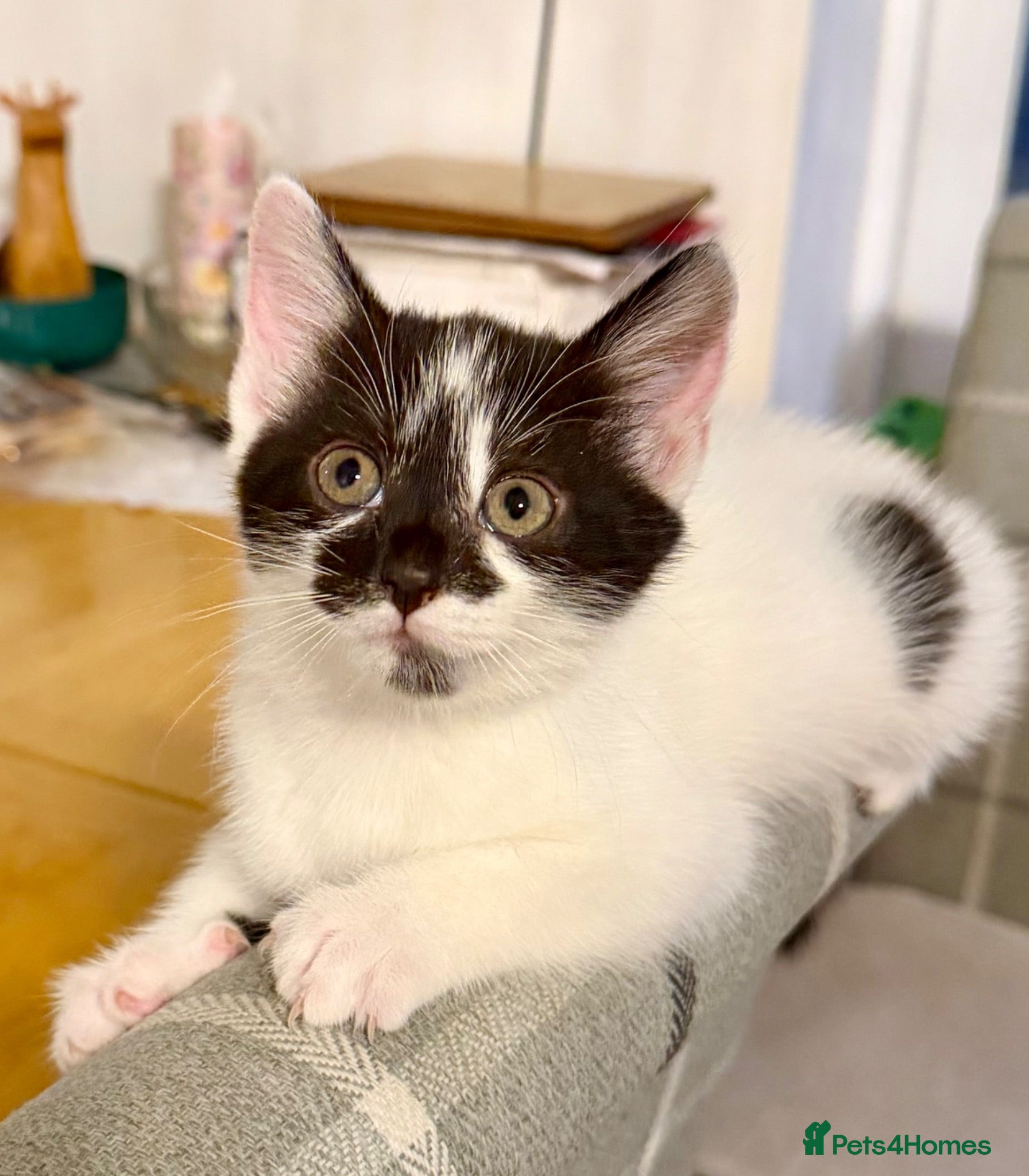 Mixed Breed cats Stunning 4 Tabby  Kittens Ready for Homes - Advert 2