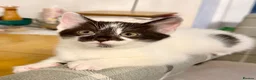 Mixed Breed cats for sale: Stunning 4 Tabby  Kittens Ready for Homes - Advert 2