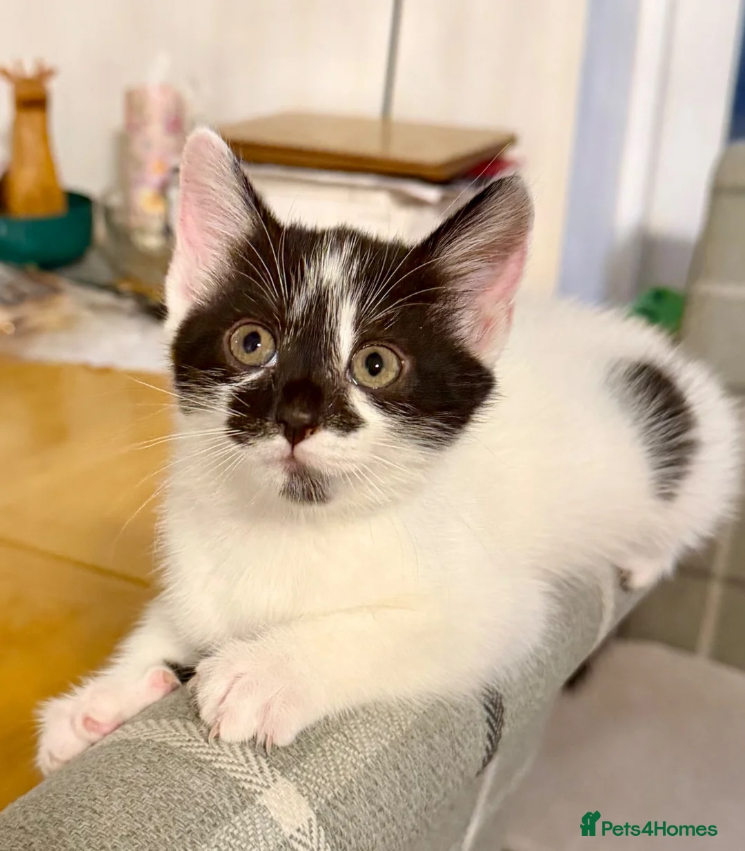 Mixed Breed cats for sale: Stunning 4 Tabby  Kittens Ready for Homes - Advert 2