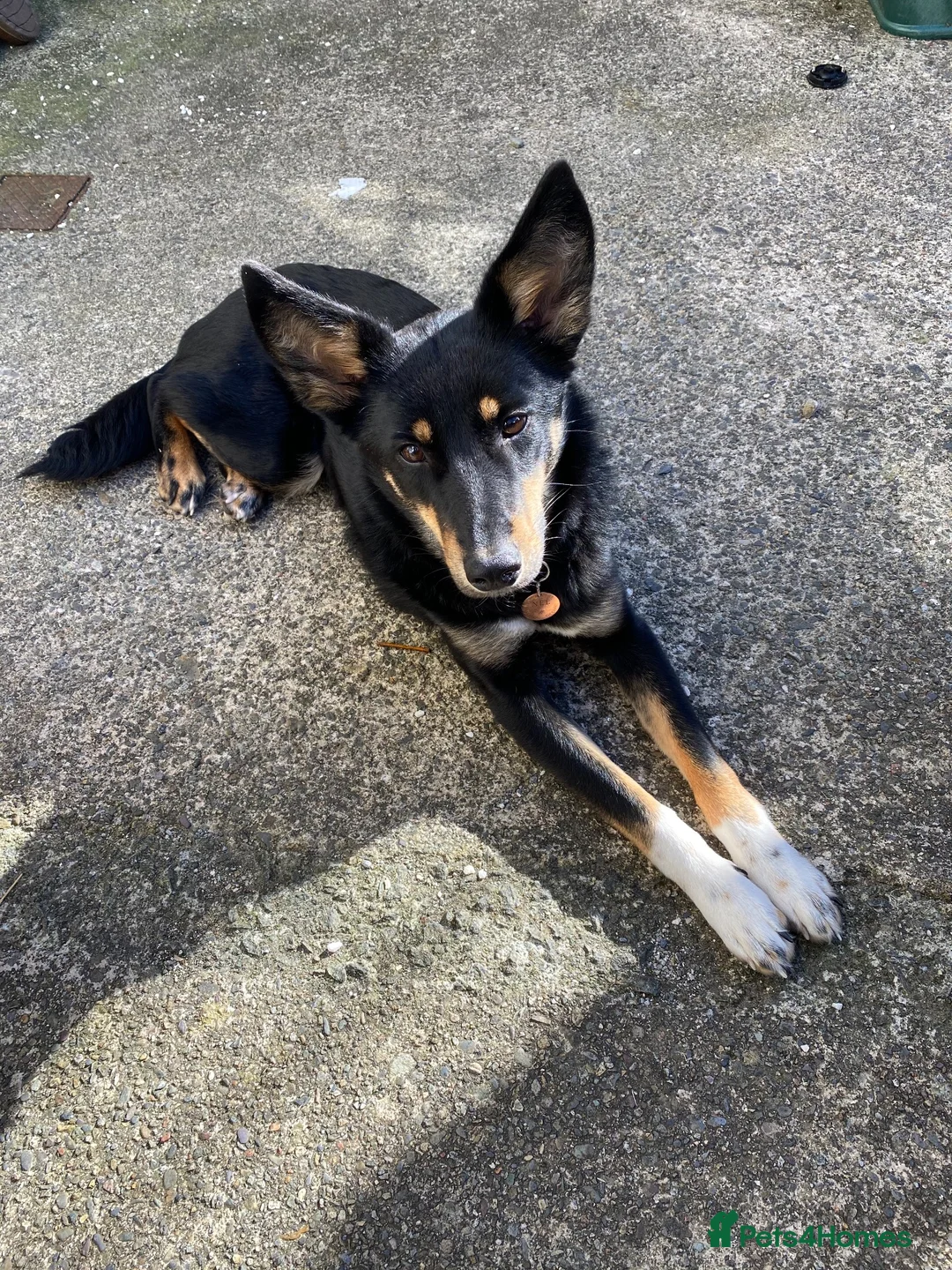Mixed Breed dogs for sale: Re-homing  - Advert 9