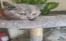 British Shorthair cats for sale: Adorable kittens  4 sweet home - Image 19