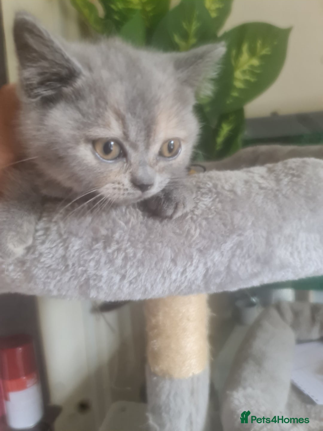 British Shorthair cats for sale: Adorable kittens  4 sweet home - Image 19