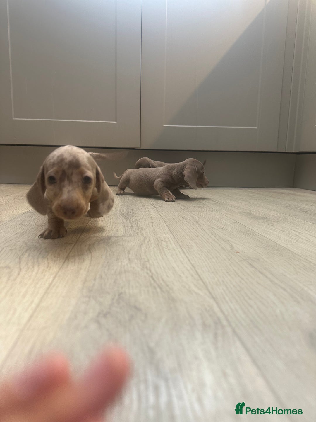 Miniature Dachshund dogs for sale: Miniature dachshunds  - Image 7