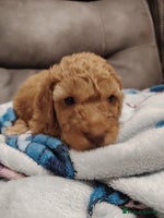 Cockapoo dogs Cockapoo puppies f2 ready now - Advert 6