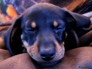 Miniature Dachshund dogs Gorgeous Miniature Dachshunds! Ready 23 Dec - Advert 4