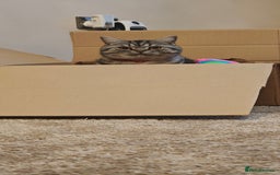 British Shorthair cats for sale: One year old British shorthair - Image 2
