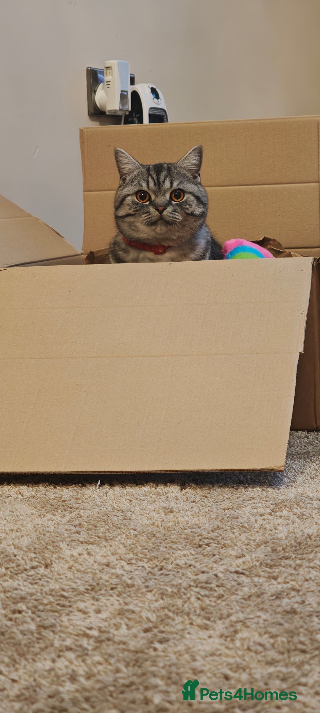 British Shorthair cats for sale: One year old British shorthair - Image 2