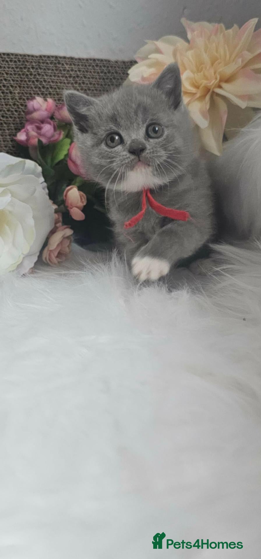 British Shorthair cats GCCF Registered British Shorthair Kittens - Advert 2
