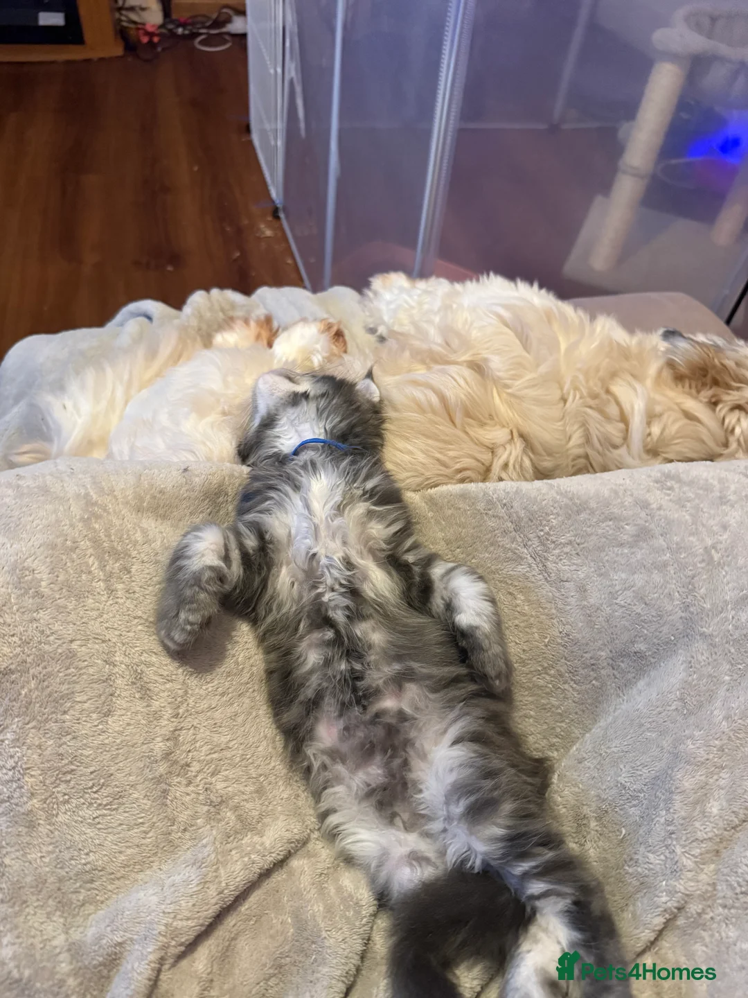 Maine Coon cats for sale: Fully registered Maine Coon kittens  - Advert 20