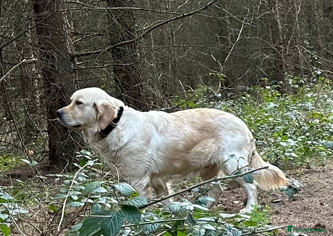 Golden Retriever dogs for sale: 35*GEN KC/FCI Dad Champion Health Certificated - Advert 6