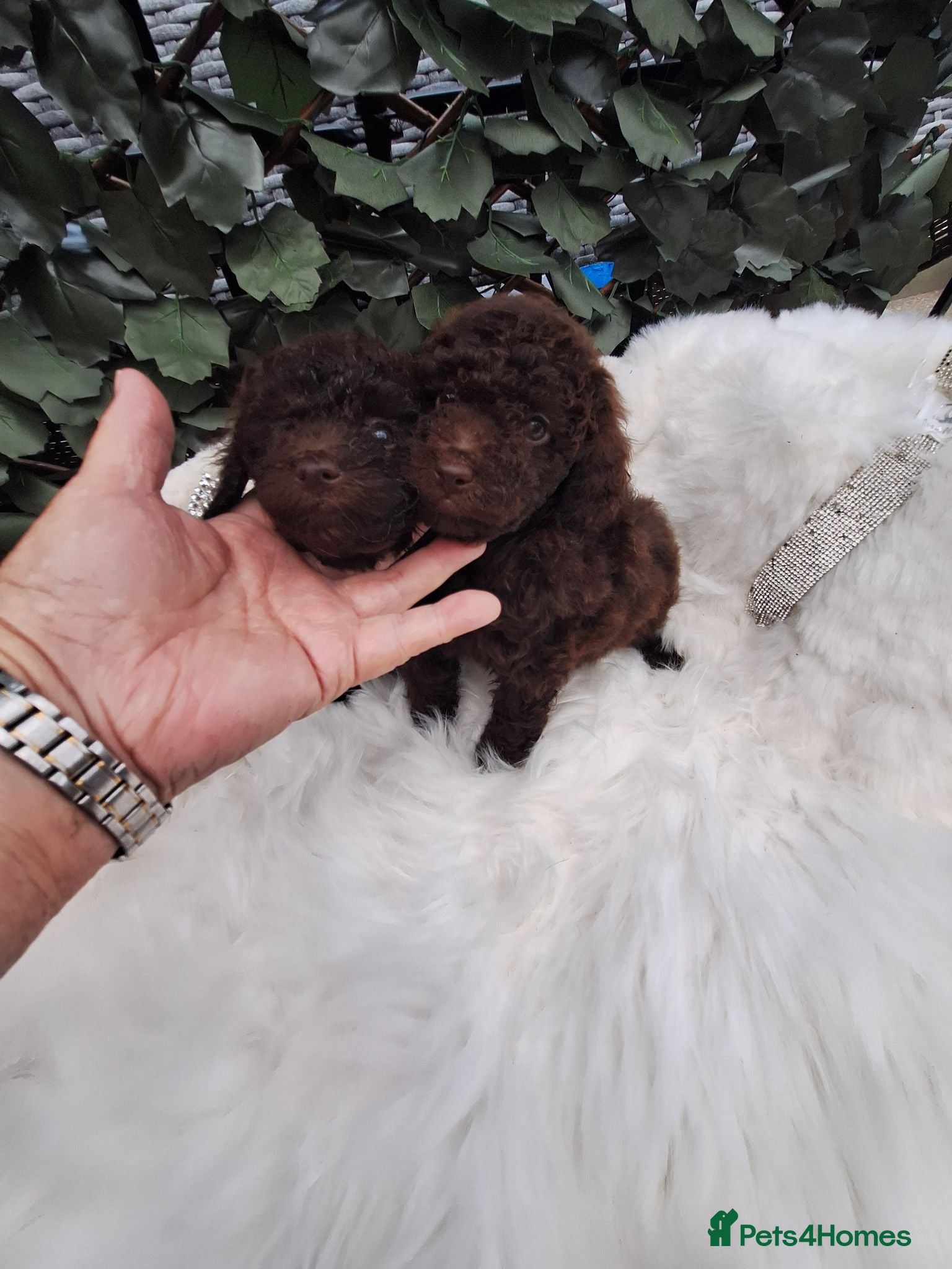 Toy Poodle dogs SUPERB TOY POODLES READY NOW - Advert 19