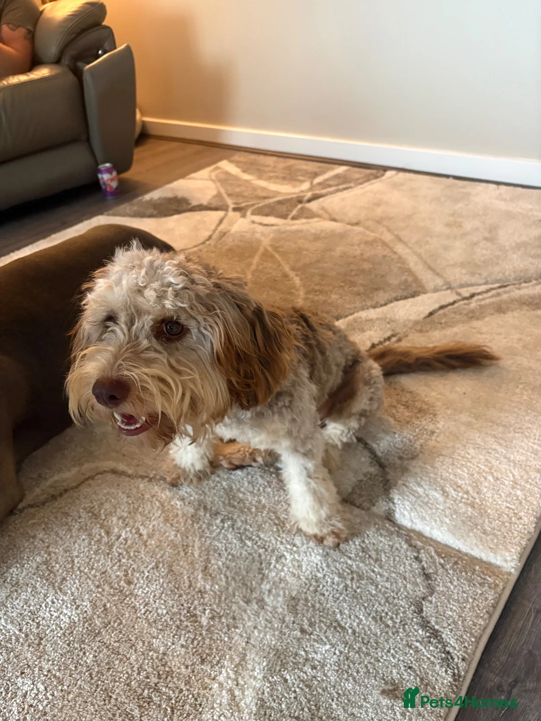 Cockapoo dogs for sale: Female cockapoo for sale  - Advert 1