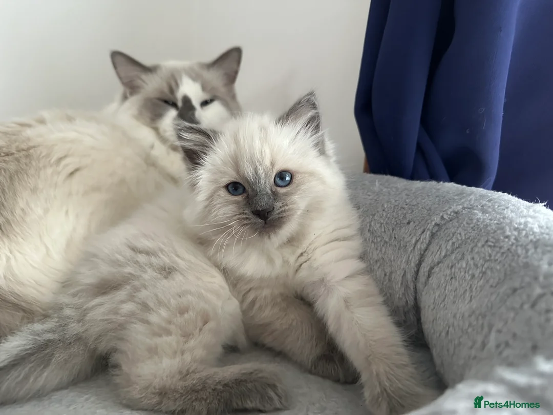 Ragdoll cats for sale: Gorgeous ragdoll girls!  - Advert 3