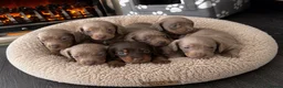 Dachshund dogs for sale: DACHSHUND PUPPIES LOOKING FOR NEW FOREVER HOMES🐶 - Advert 1