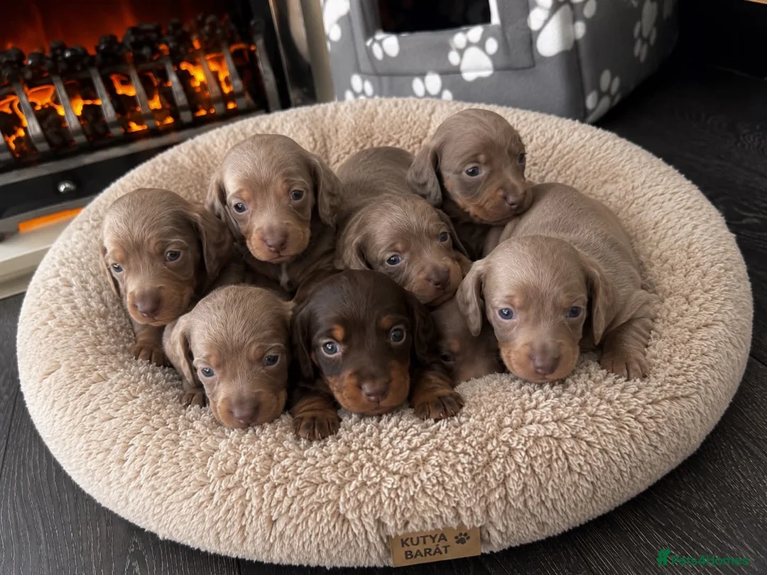 Dachshund dogs for sale: DACHSHUND PUPPIES LOOKING FOR NEW FOREVER HOMES🐶 - Advert 1