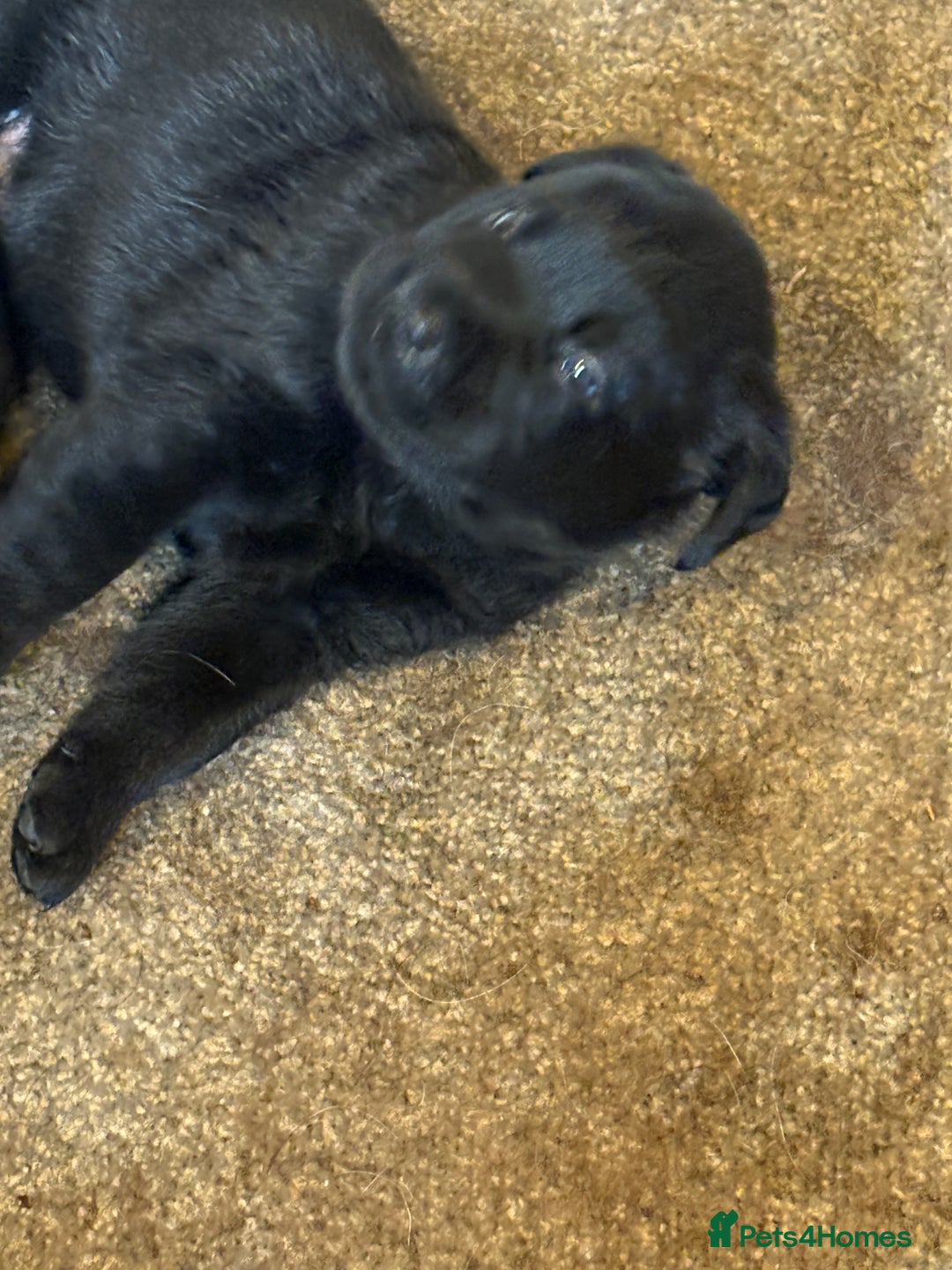 Labrador Retriever dogs for sale: CHUNKY BIG BONED SHOW LABRADOR PUPPYS - Image 13