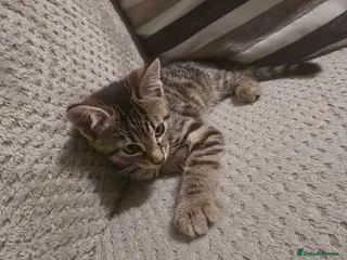 Domestic Shorthair cats 2 kittens - Advert 1