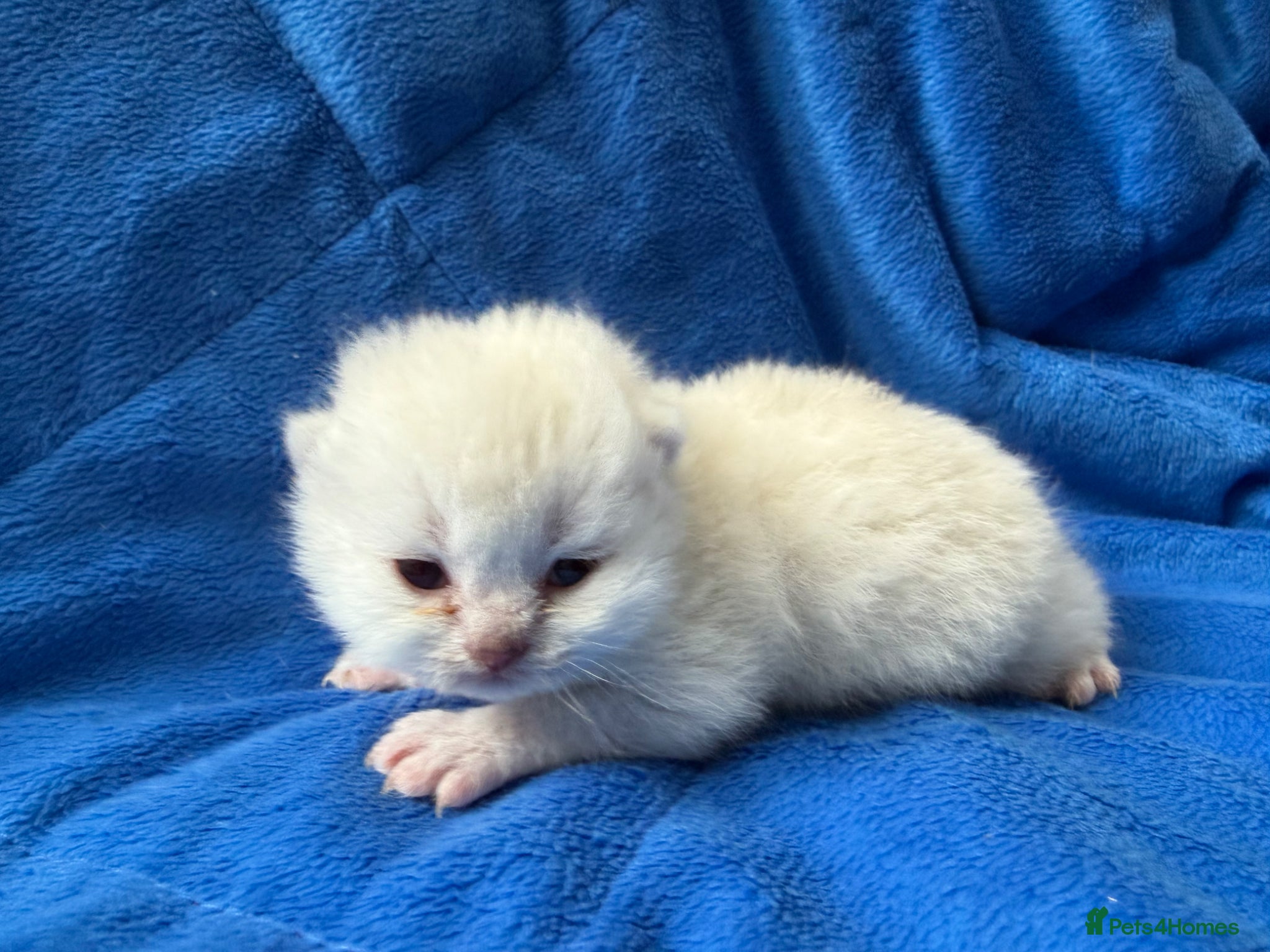 British Shorthair cats British shorthair tica kittens 1 left!  - Advert 14