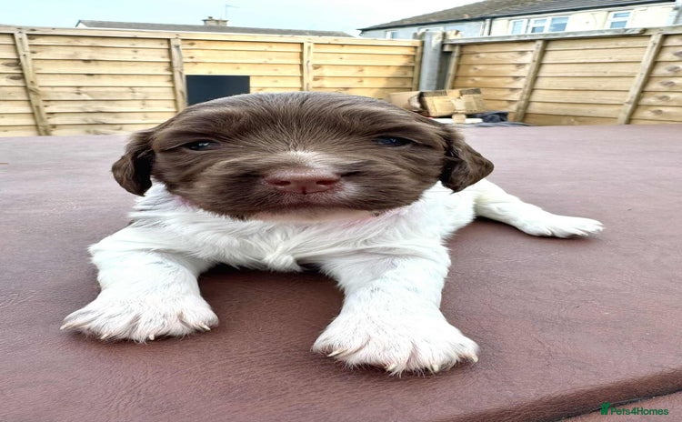 English Springer Spaniel dogs - Advert 7