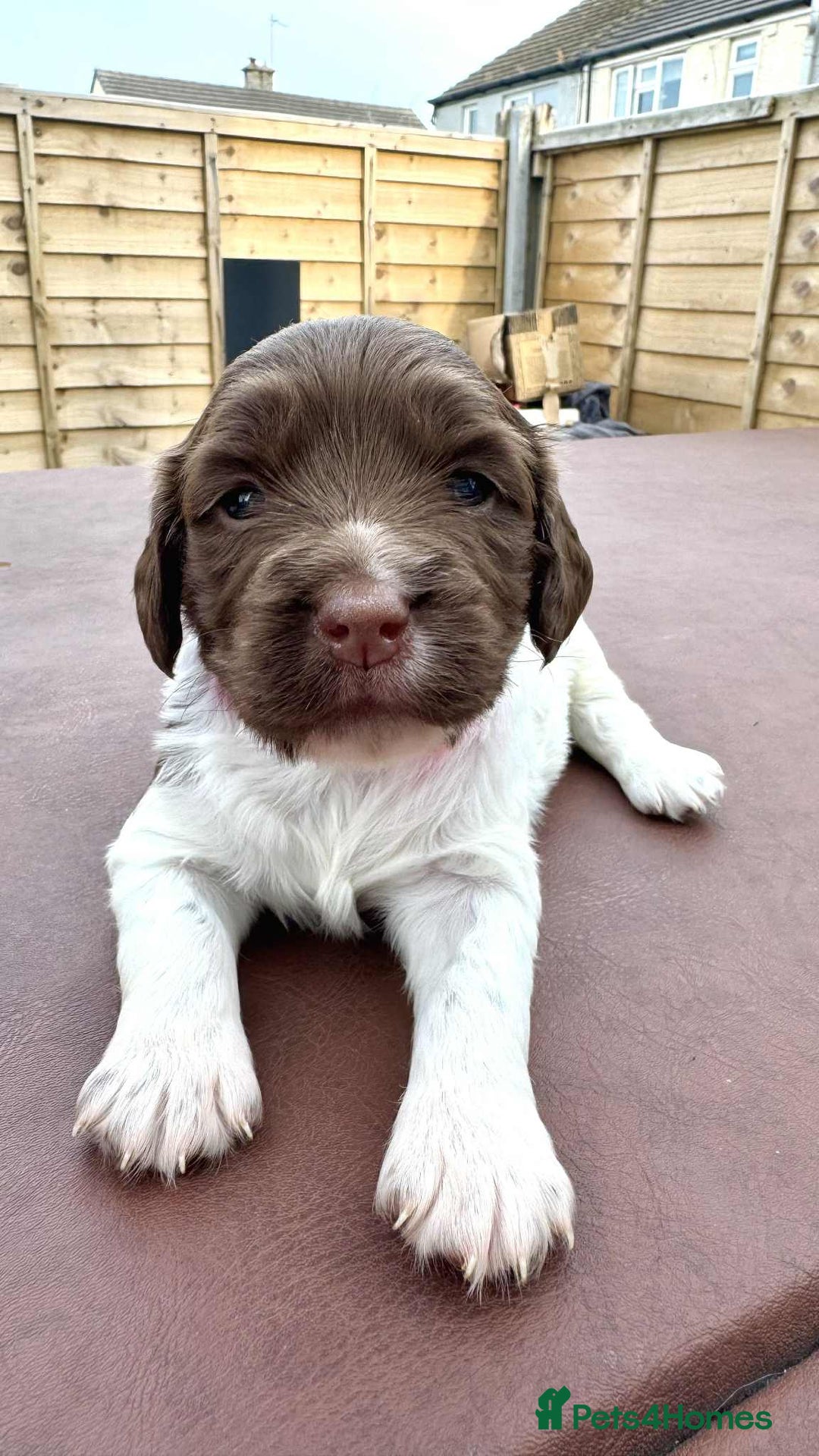 English Springer Spaniel dogs for sale: English Springer Spaniel pups - Image 1
