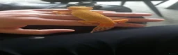 Leopard Gecko reptiles for sale: Leopard Gecko with 3FT Vivarium Set Up in Leyland - Advert 2