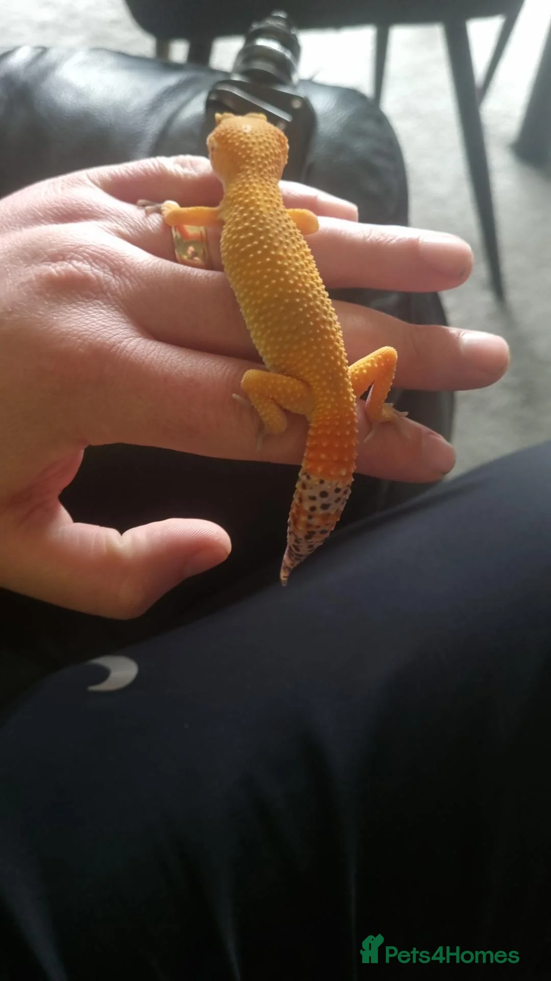 Leopard Gecko reptiles for sale: Leopard Gecko with 3FT Vivarium Set Up in Leyland - Advert 2