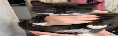 Mixed Breed Kitten 6