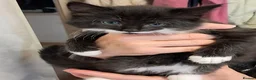 Mixed Breed cats for sale: Very energetic full of love kittens in Ilford - Advert 11