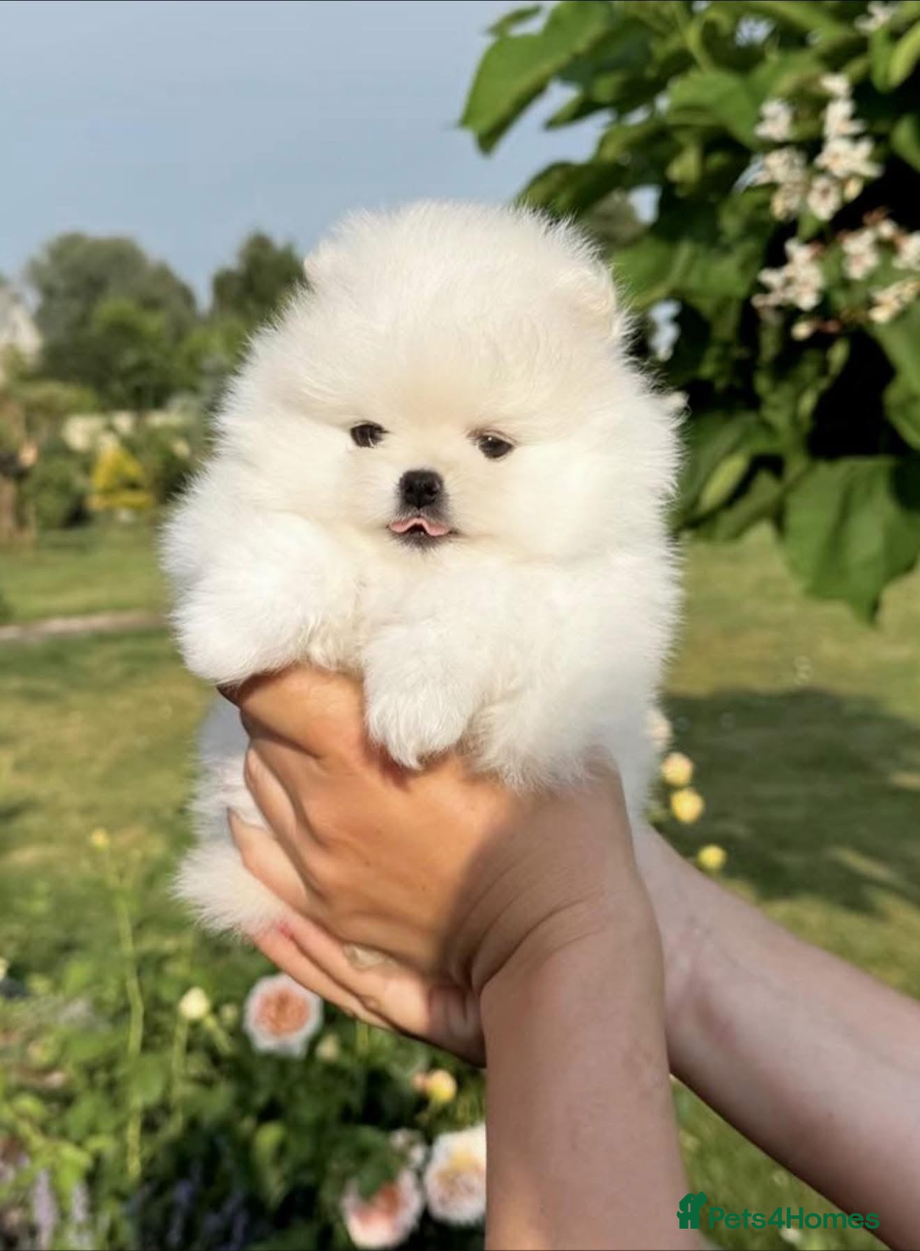 Pomeranian dogs for sale: Xxxx small pure white KC puppies  - Advert 5