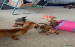 Miniature Dachshund dogs for sale: 5 miniature dachshund puppies  - Image 23