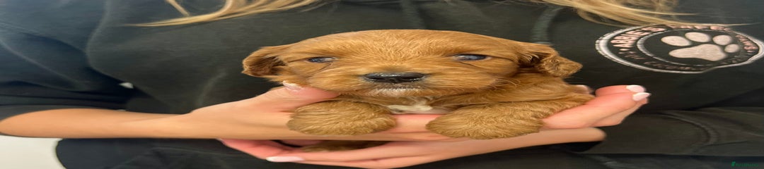 Cockapoo Puppy 2