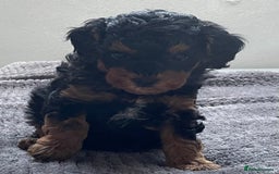 Cavapoo dogs for sale: Toy Cavapoo pups F1BB - Image 6