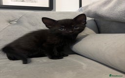 British Shorthair cats for sale: Kittens for sale  - Advert 5