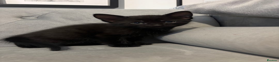 British Shorthair Kitten 2